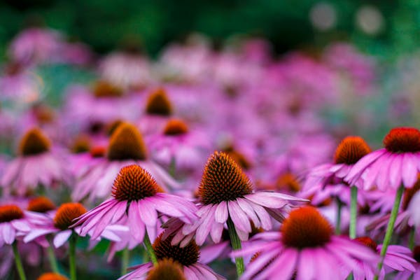 🌾 Echinacea (Echinacea purpurea) – Floarea cu beneficii terapeutice