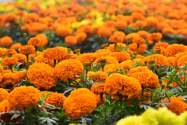 Gălbenelele (Tagetes)
