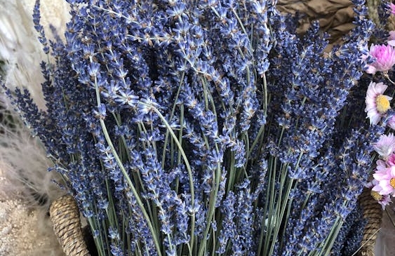 lavanda