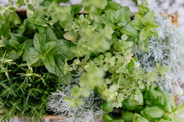 mentha