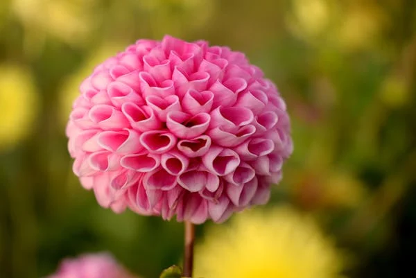 Dahlia