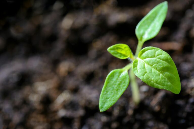 Cum să alegi pământul potrivit pentru plantele tale 🪴🌱