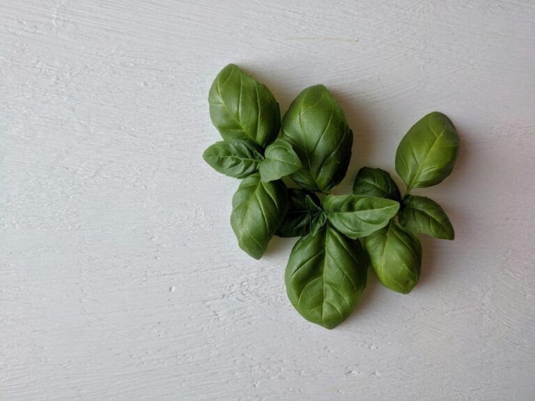 Top 10 plante care nu trebuie să lipsească dintr-o grădină de început 🌱🌼