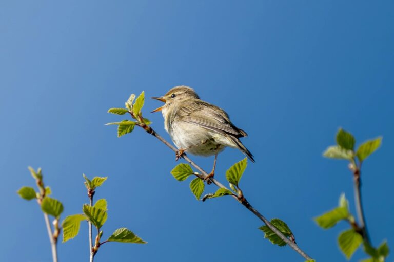 Cum să atragi păsări cântătoare în grădină 🎶🐦