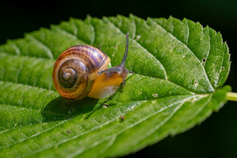 Cum să îți protejezi grădina de melci fără substanțe toxice 🐌🌱