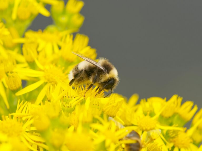 Plantele preferate ale albinelor: creează o grădină prietenoasă cu polenizatorii 🐝🌼