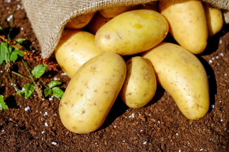 Cultura cartofilor în saci sau găleți – metodă simplă, recoltă bogată 🥔🪣