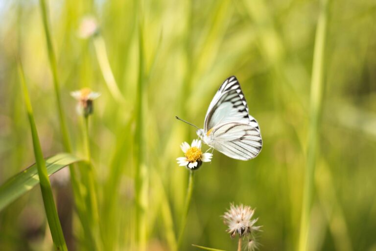 Grădina de fluturi: ce plante preferă fluturii din România 🦋🌼