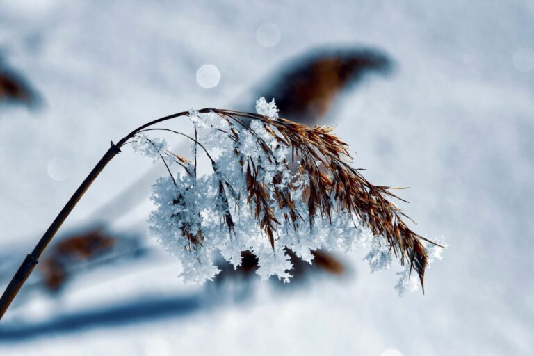 Plante care rezistă iarna și oferă culoare grădinii tale ❄️🌿