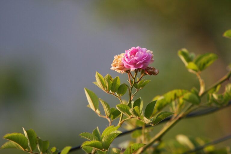 Plante cu flori parfumate pentru serile de vară 🌸🌙